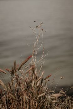 Soft focus on coastal grasses against a gentle wave backdrop, evoking tranquility and nostalgia.
