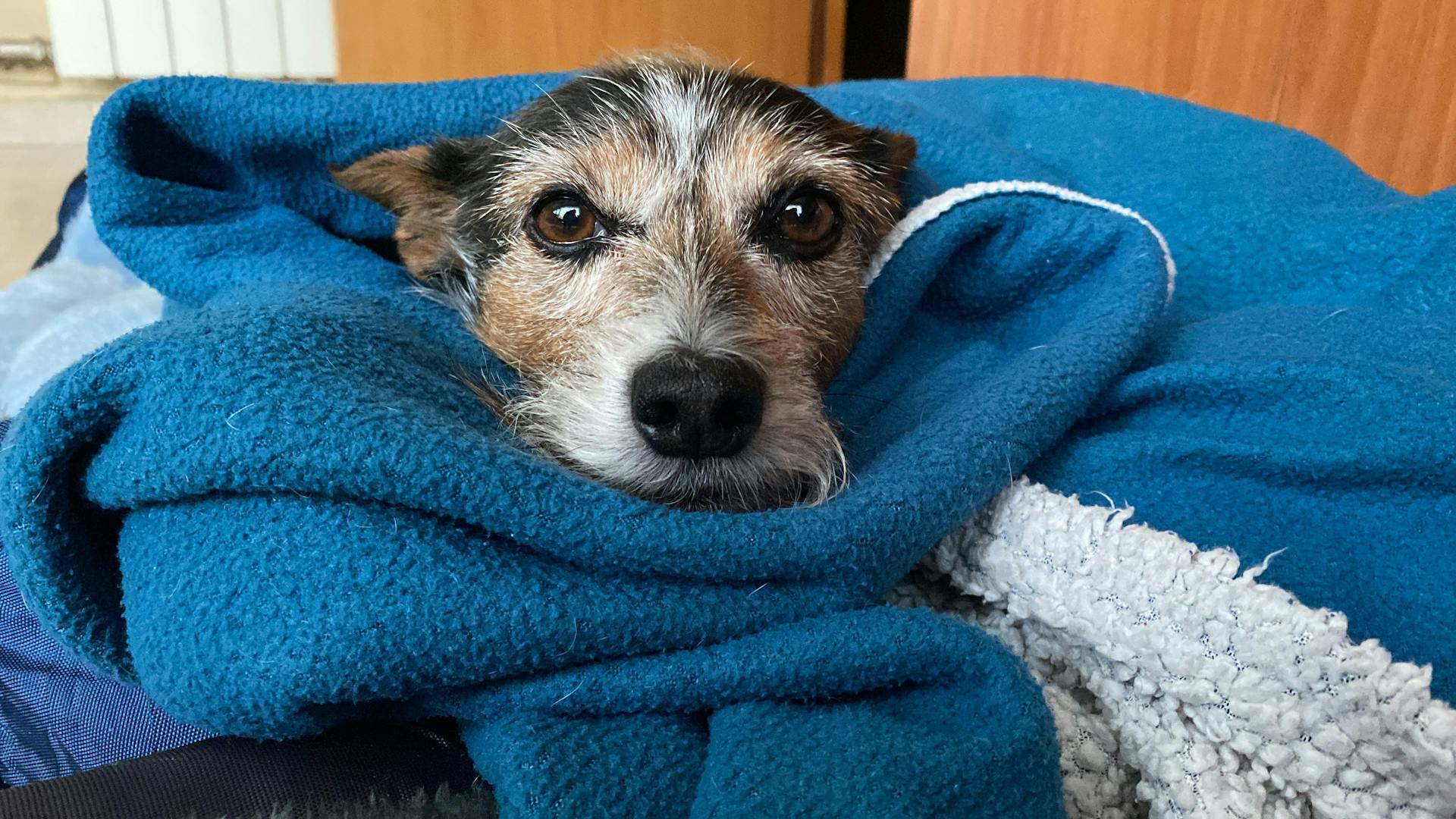 Adorable dog nestled in a cozy blue blanket, showcasing comfort and warmth.