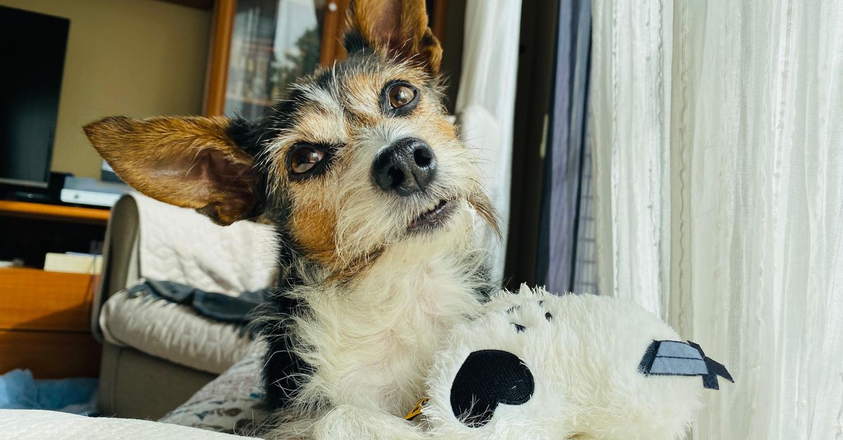 Why Is My Senior Dog Anxious at Night? Causes and Calming Solutions