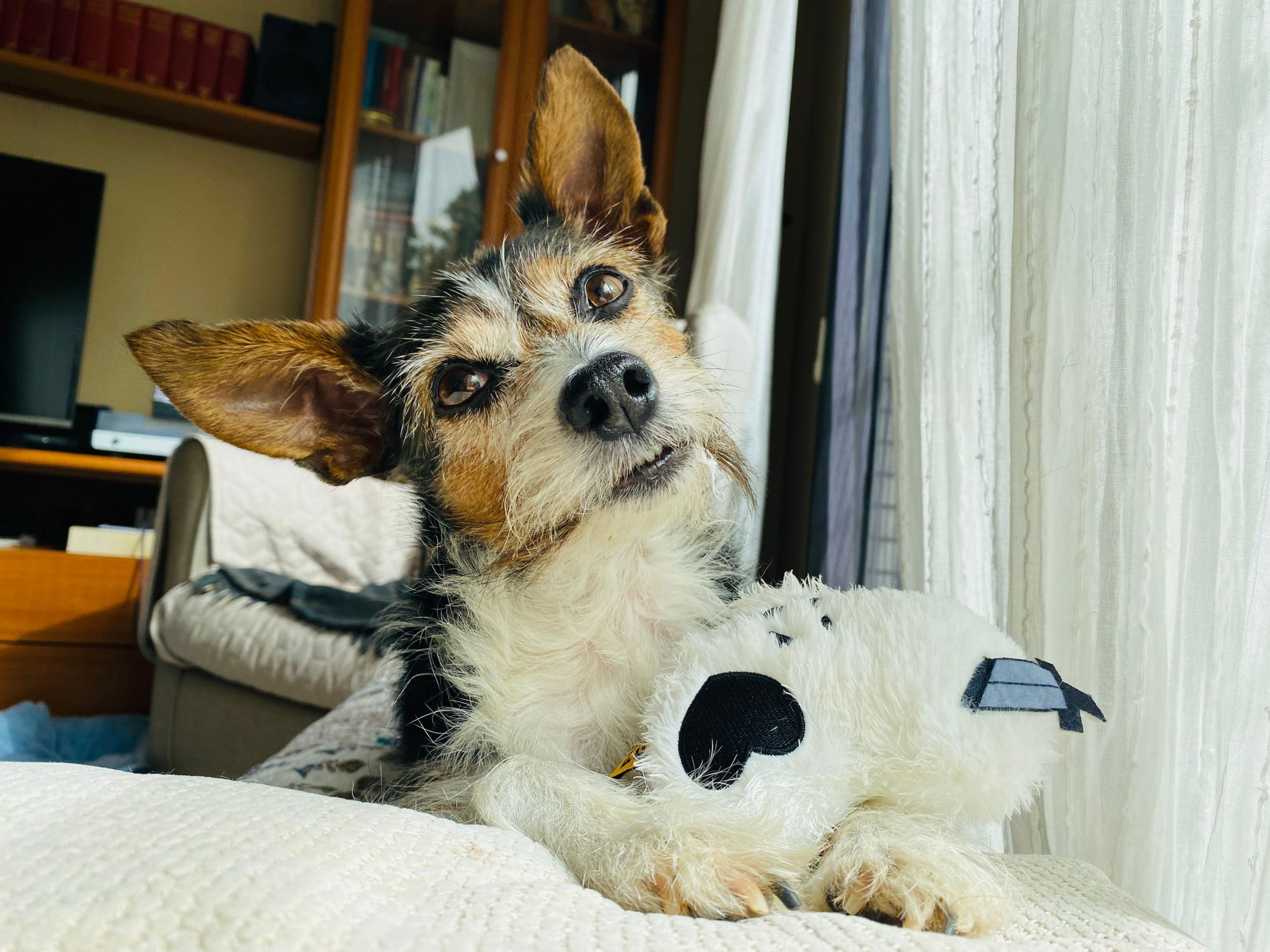 Cute terrier dog lying indoors with a stuffed toy. Bright and cozy atmosphere.