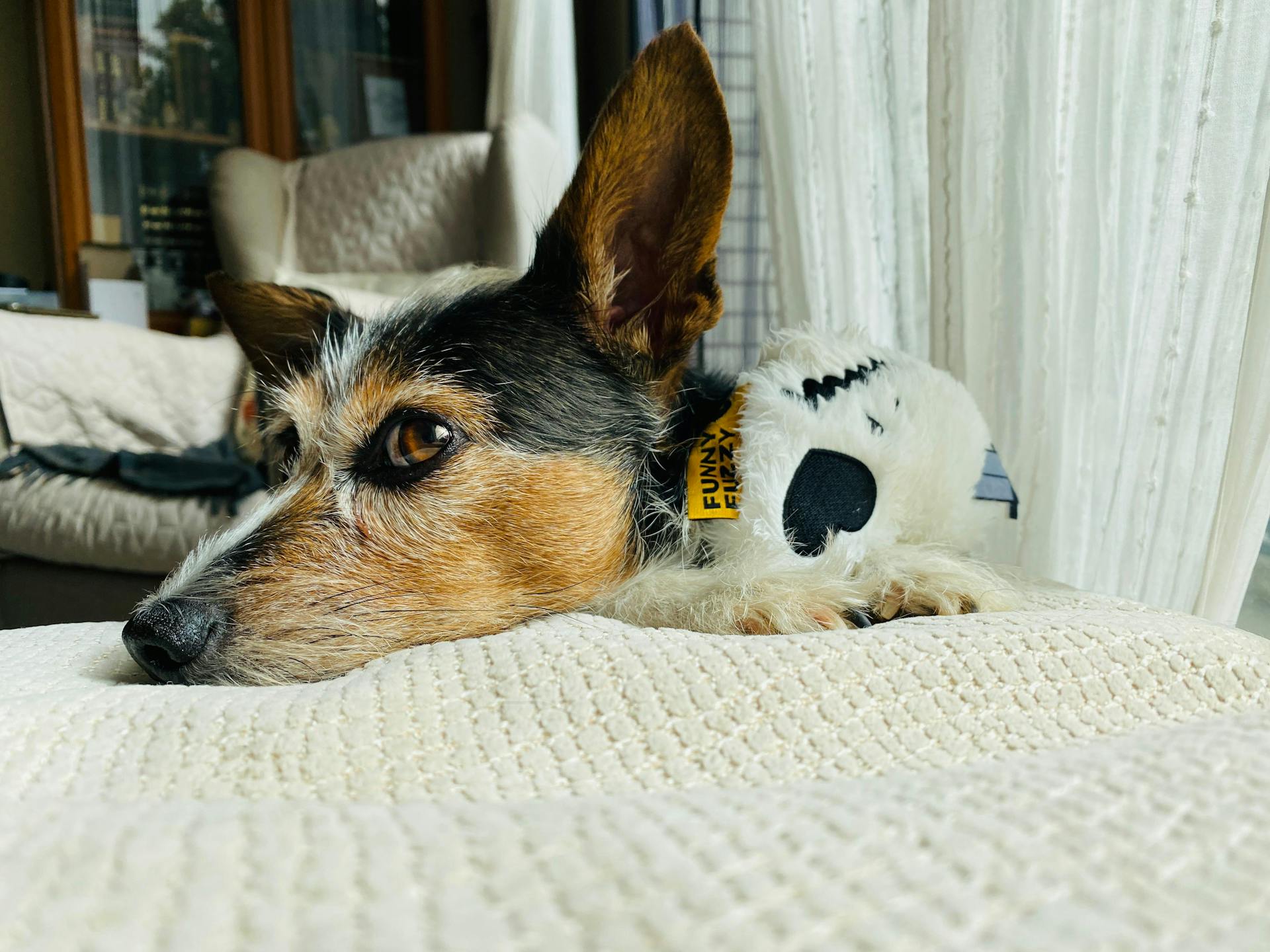 A cute dog with a fluffy toy relaxing on a cushion in a cozy indoor setting.