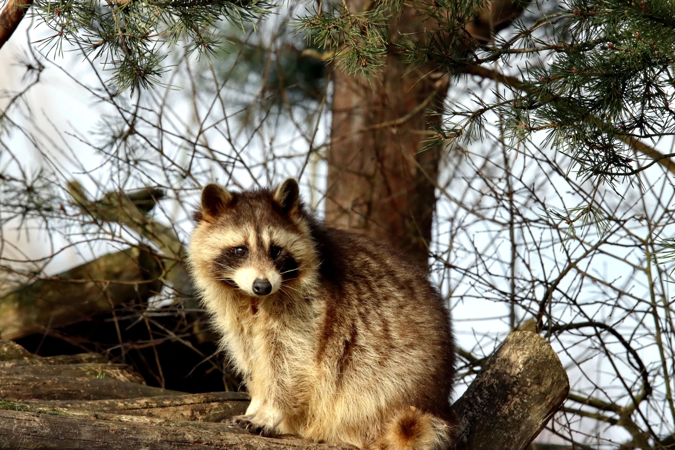 Wild Raccoon In Forest Habitat Free Stock Photo wild-raccoon-in-forest-habitat-free-stock-photo