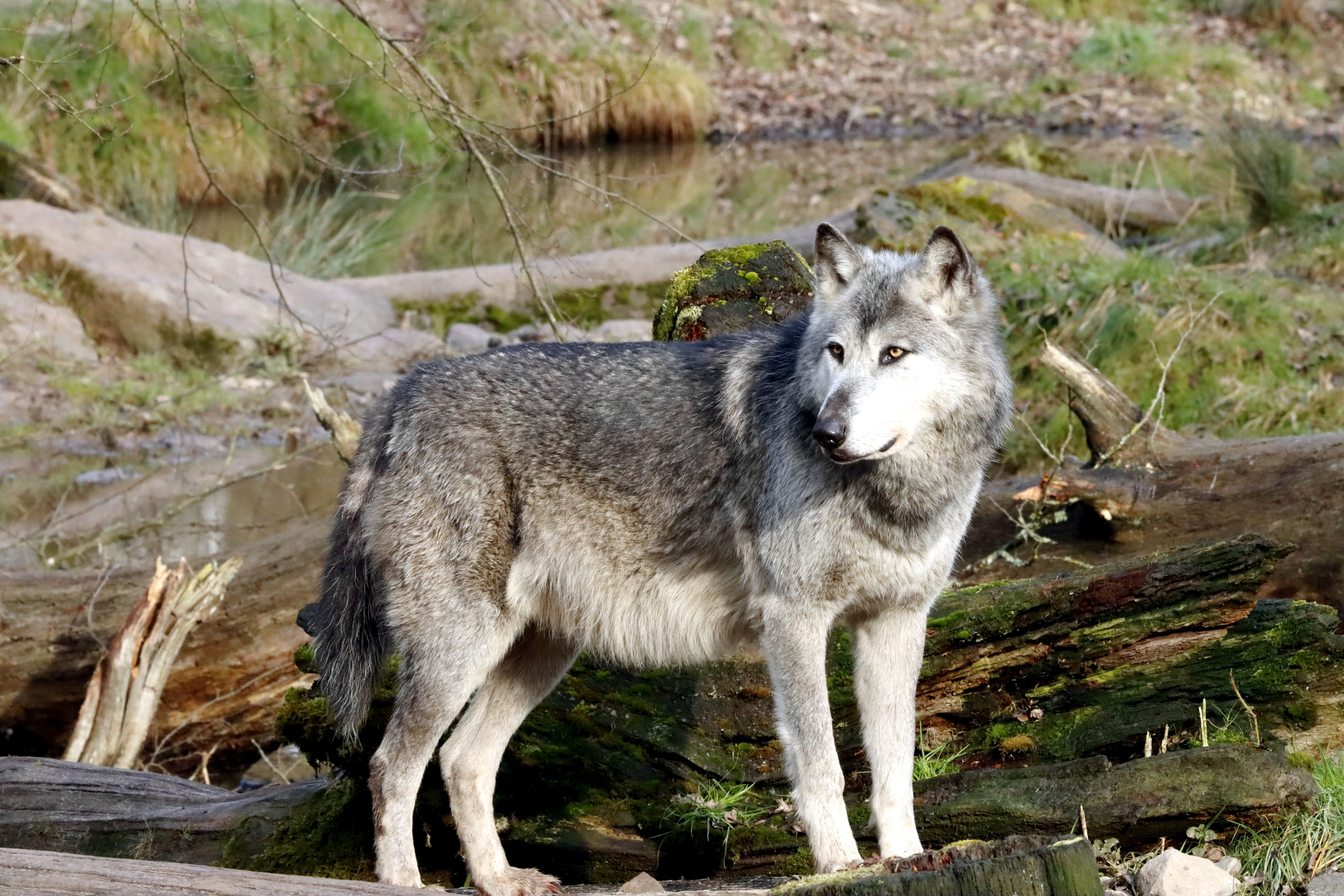 Majestic Gray Wolf in Natural Forest Setting · Free Stock Photo