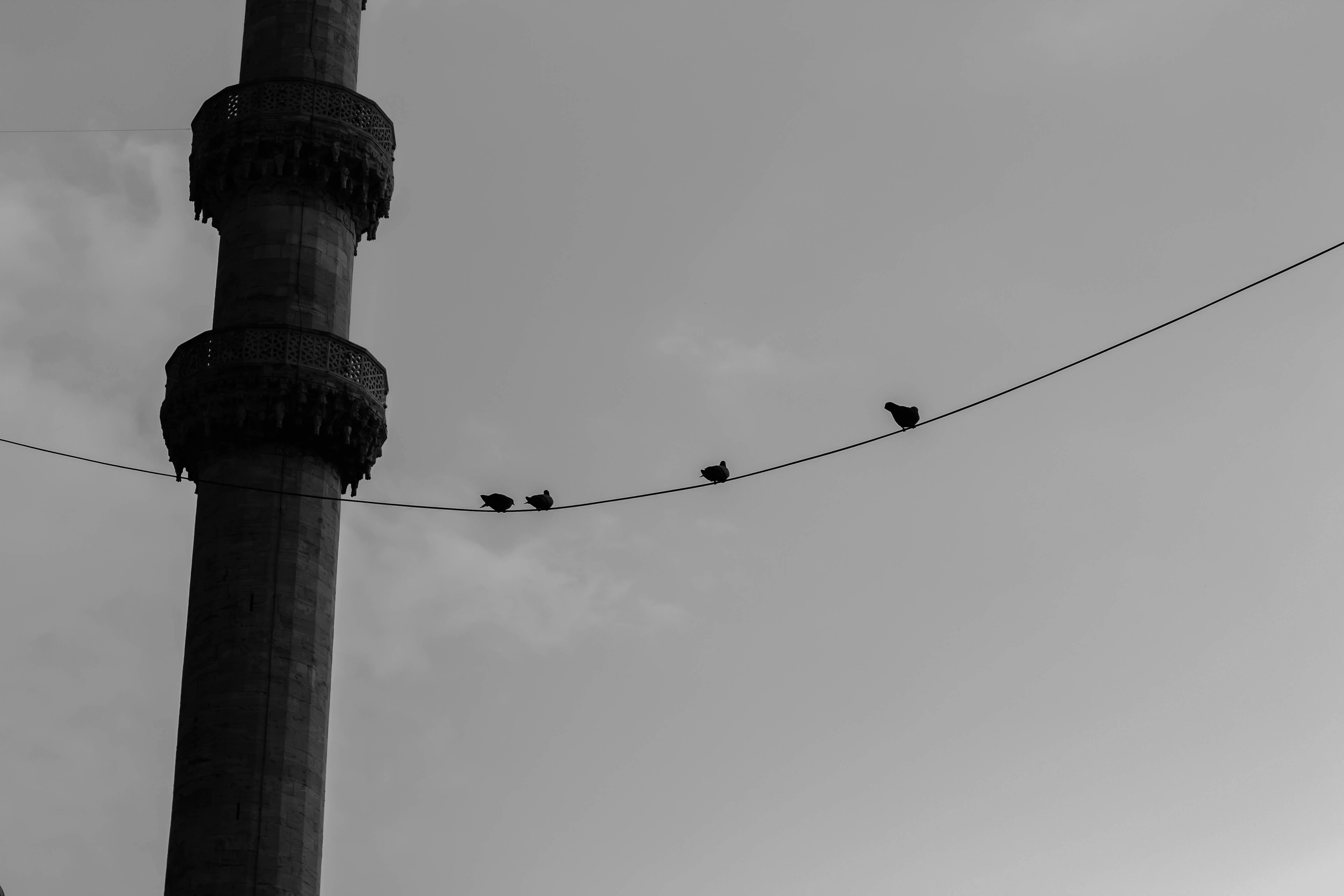 Kostenlos Silhouette eines Vogels, der auf einem Draht neben einem Minarett in Istanbul sitzt. Stock-Foto