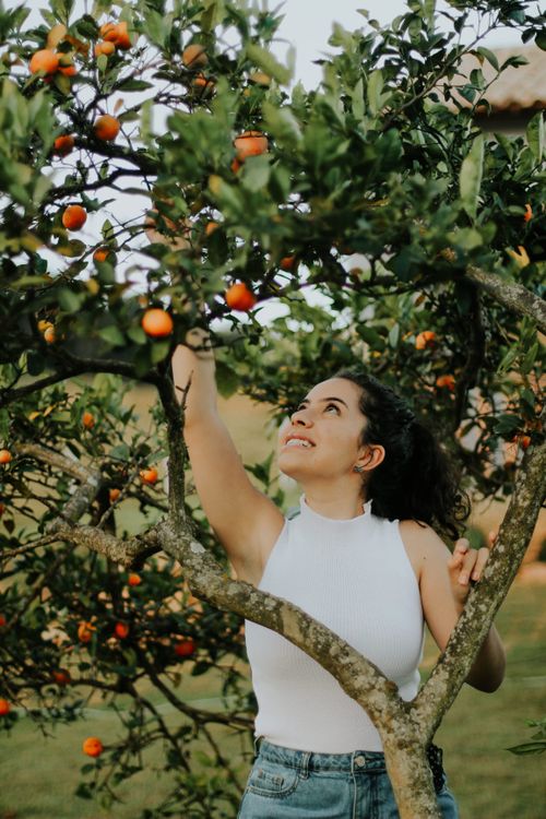 Free A joyful young woman reaches for ripe oranges on a tree in sunny Minas Gerais, Brazil. Stock Photo