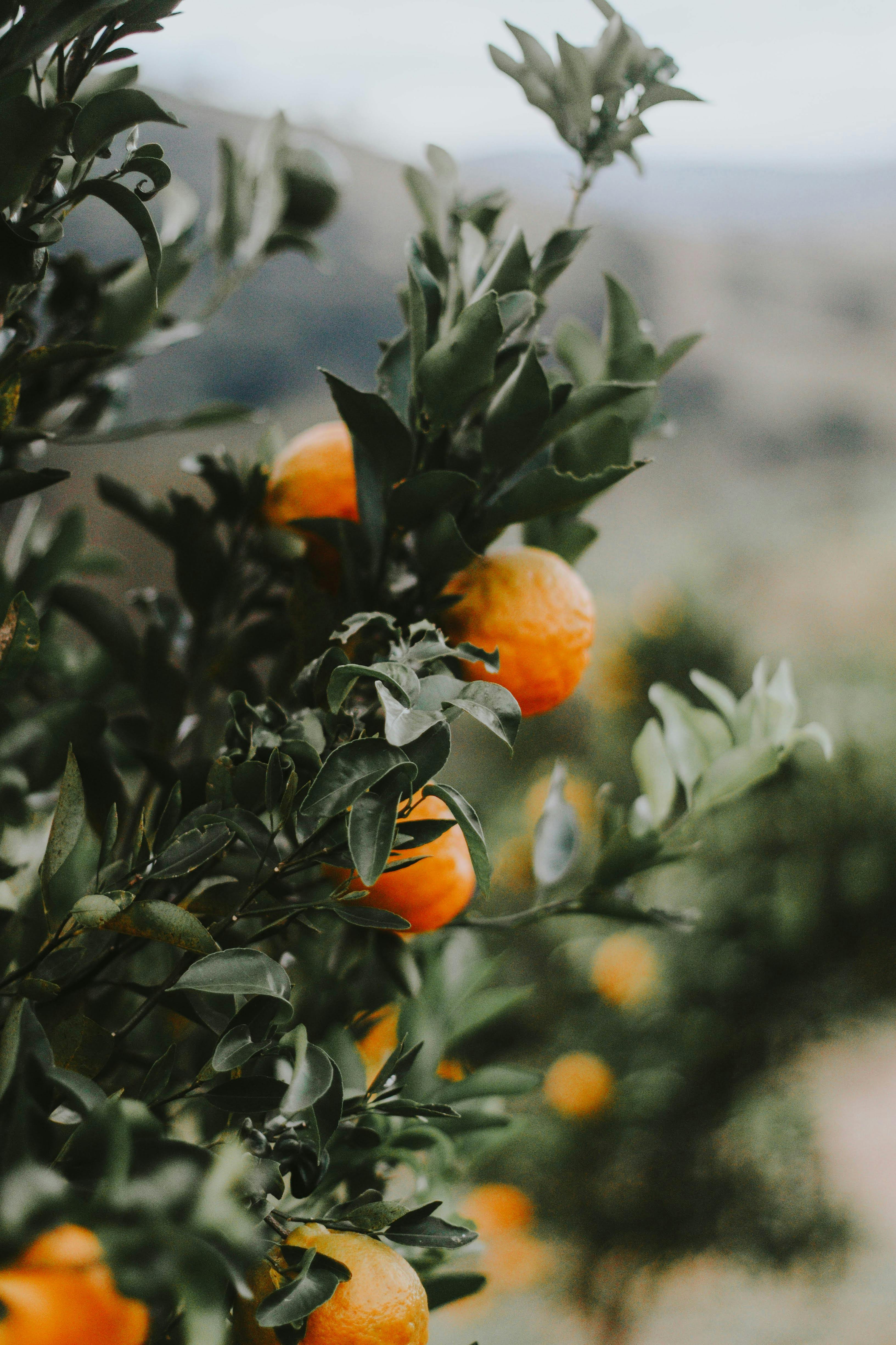 Lush orange tree in Minas Gerais, showcasing ripe, vivid citrus fruits.