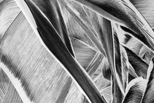 Captivating black and white abstract featuring intricate feather textures and patterns.