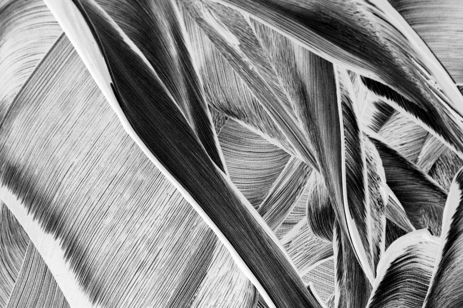 Captivating black and white abstract featuring intricate feather textures and patterns.