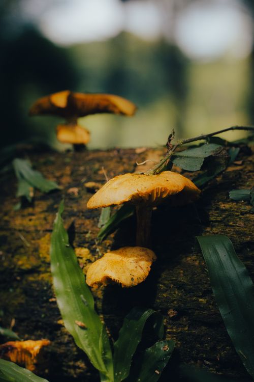 Free Close-up of wild mushrooms on a forest log, showcasing their vibrant color and natural habitat. Stock Photo