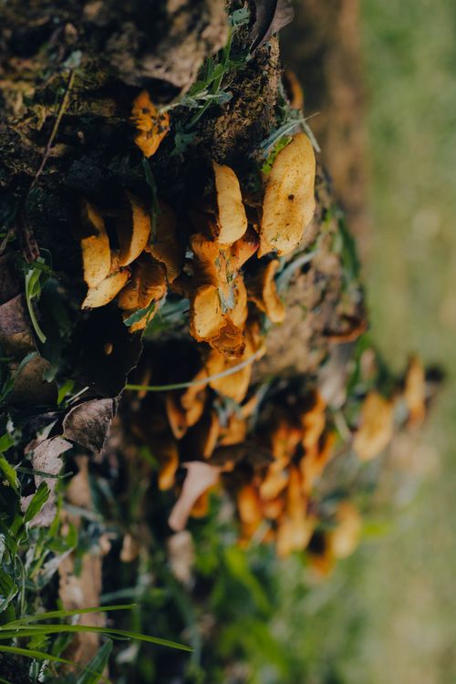 Free Detailed view of yellowish-orange mushrooms flourishing on a mossy tree trunk in a forest. Stock Photo