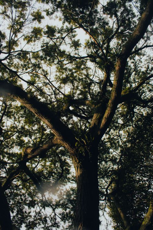 Free Upward view of a tall tree's branches creating a natural canopy against the sky, showcasing nature's beauty. Stock Photo