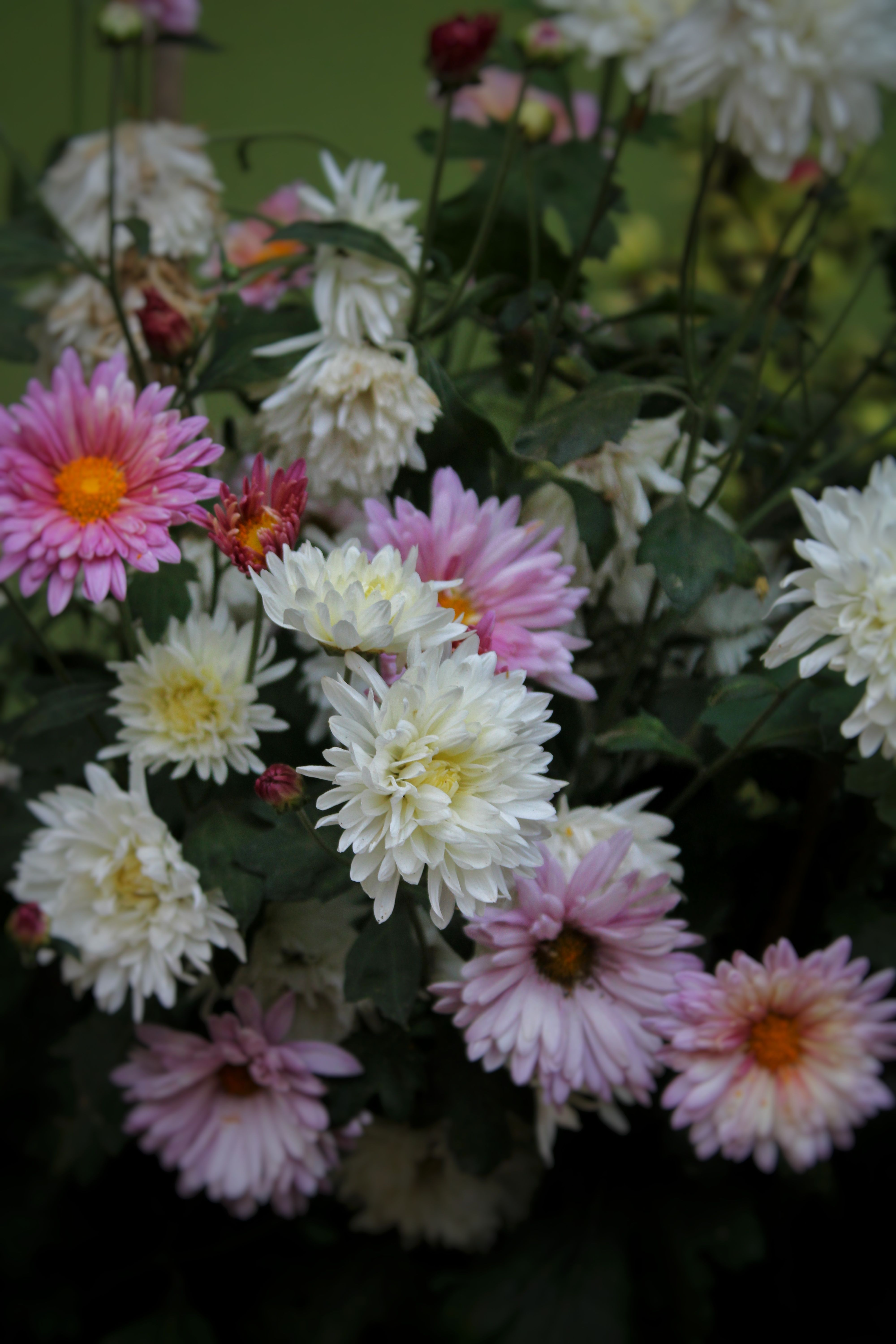 [ColoSach]-a-beautiful-arrangement-of-colorful-chrysanthemums-set-against-a-moody-dark-background.