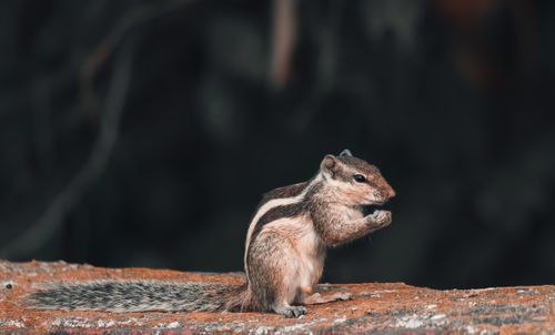 Free A detailed view of an Indian palm squirrel on a rock in its natural habitat. Stock Photo