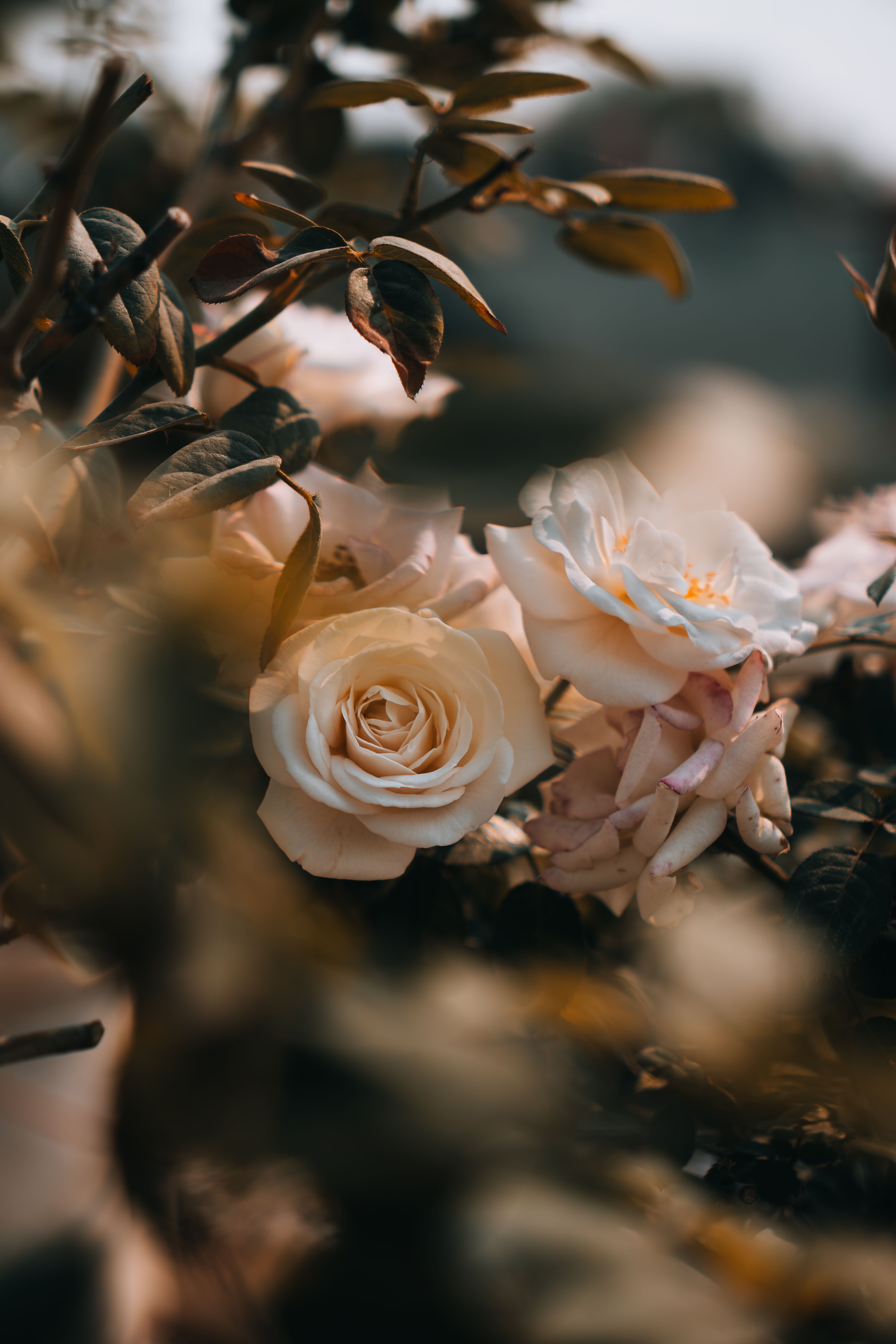 Close-up of White Roses in Evening Light · Free Stock Photo
