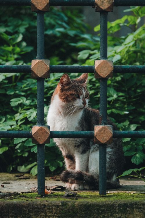 Free A peaceful tabby cat sits behind an iron fence, surrounded by lush greenery. Stock Photo