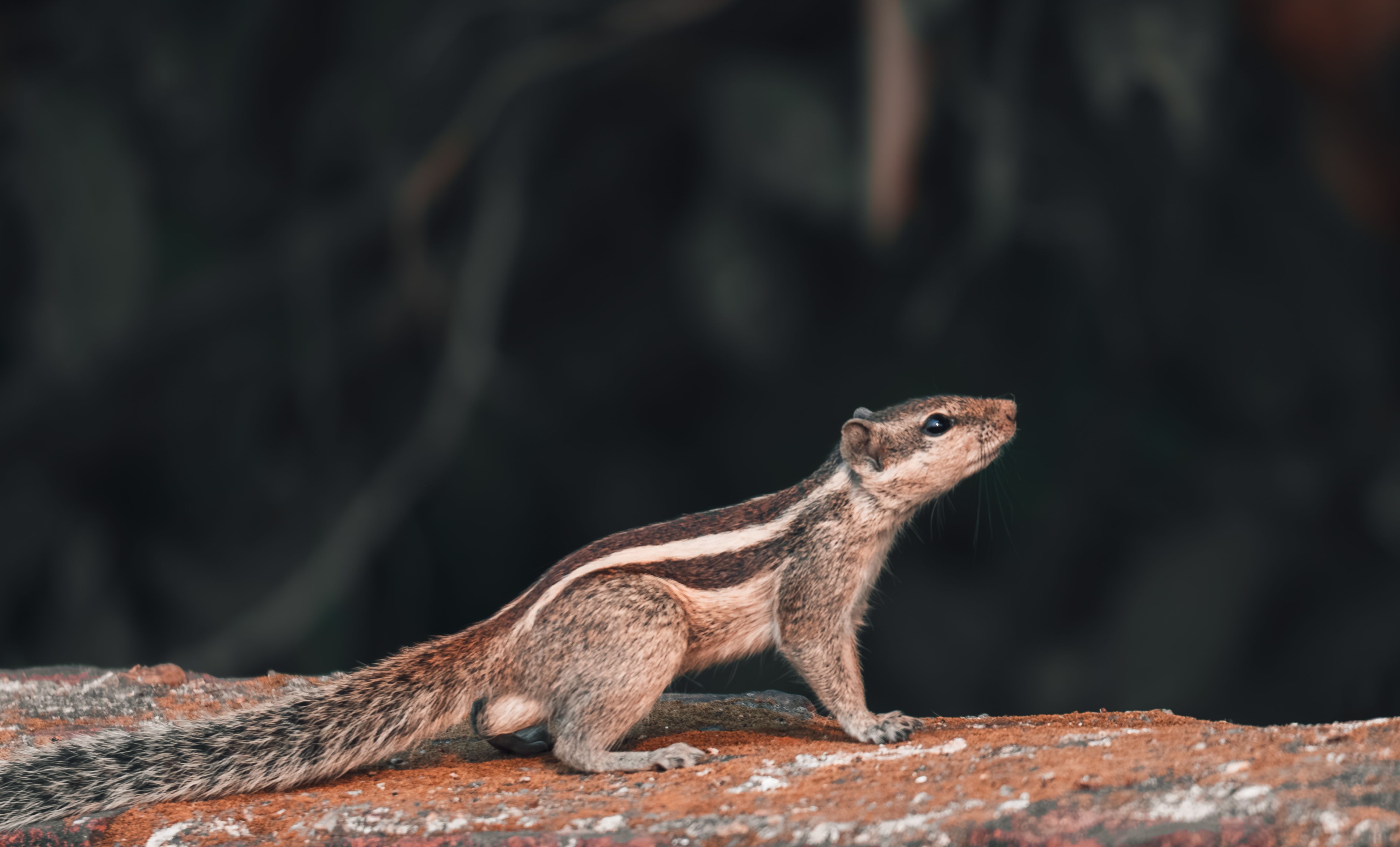 Northern flying squirrel gliding between trees at dusk