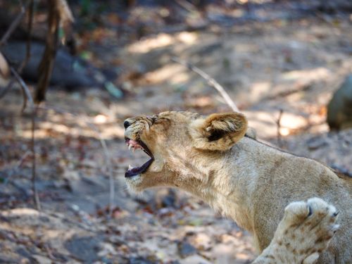 Free A lioness roaring in her natural habitat, showcasing wild beauty and power. Stock Photo