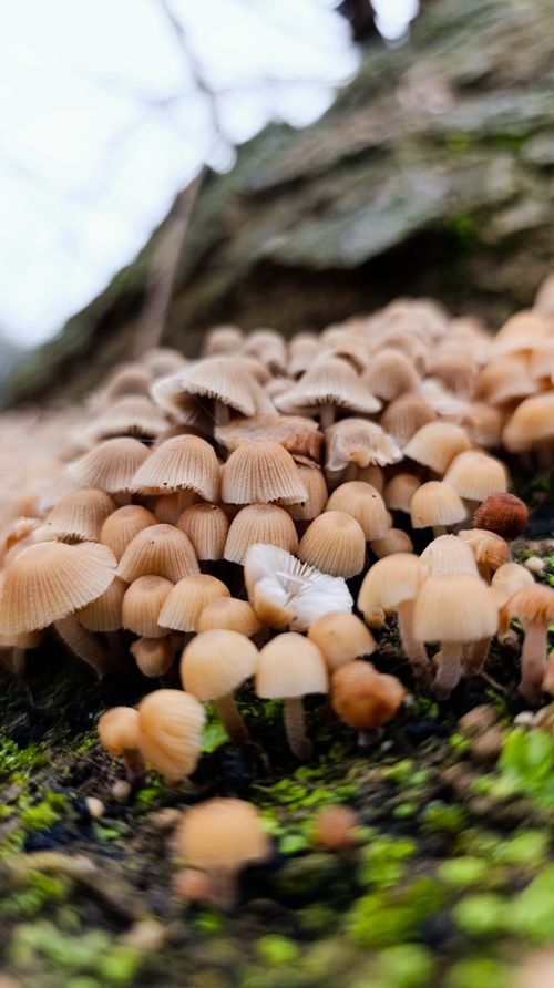 Free A close-up of a cluster of small mushrooms growing naturally on a forest floor in Spain. Stock Photo