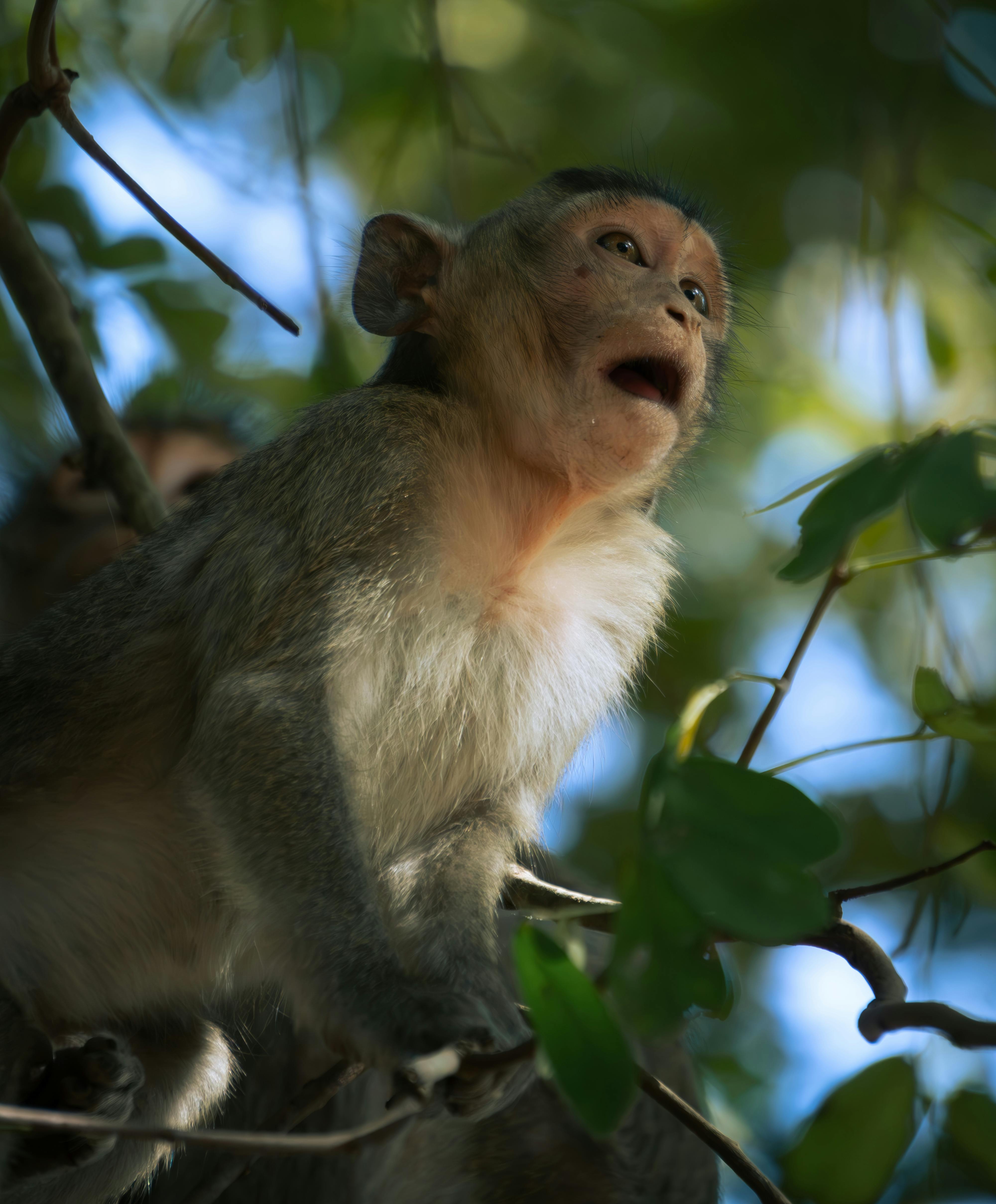 免費 一隻好奇的猴子棲息在柬埔寨暹粒生氣勃勃的叢林中的樹枝上。 圖庫相片