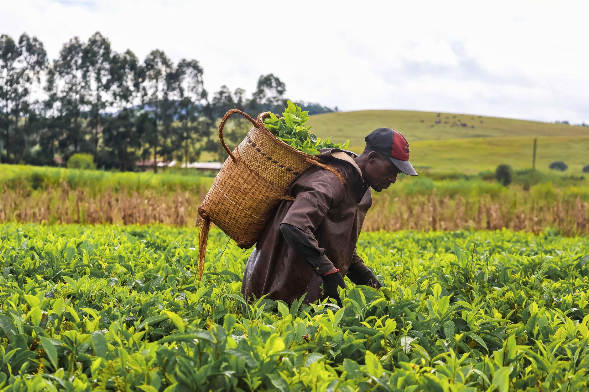 Ouvriers dans un champ de maïs ou haricots aux Hautes Terres