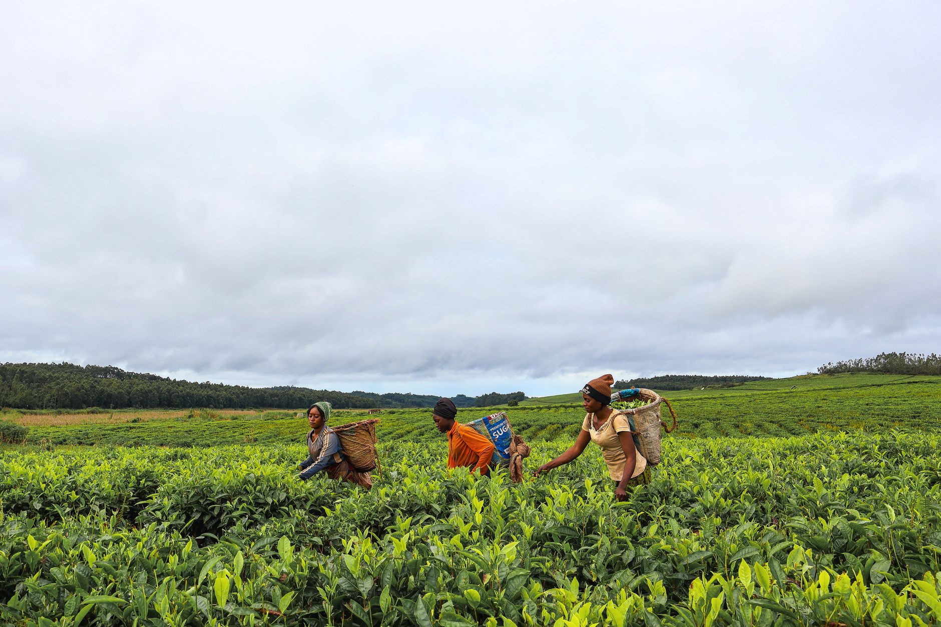 Madagascar agricultural cooperative job posting office