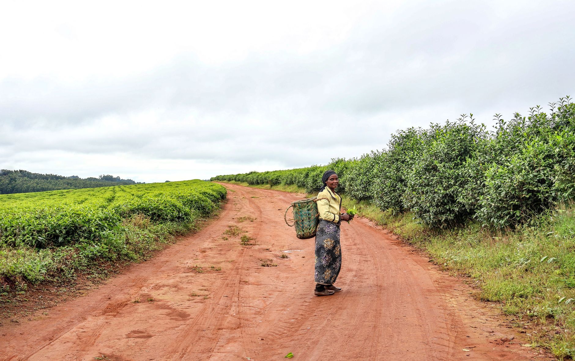 Récolte de thé à Fianarantsoa, secteur agro majeur