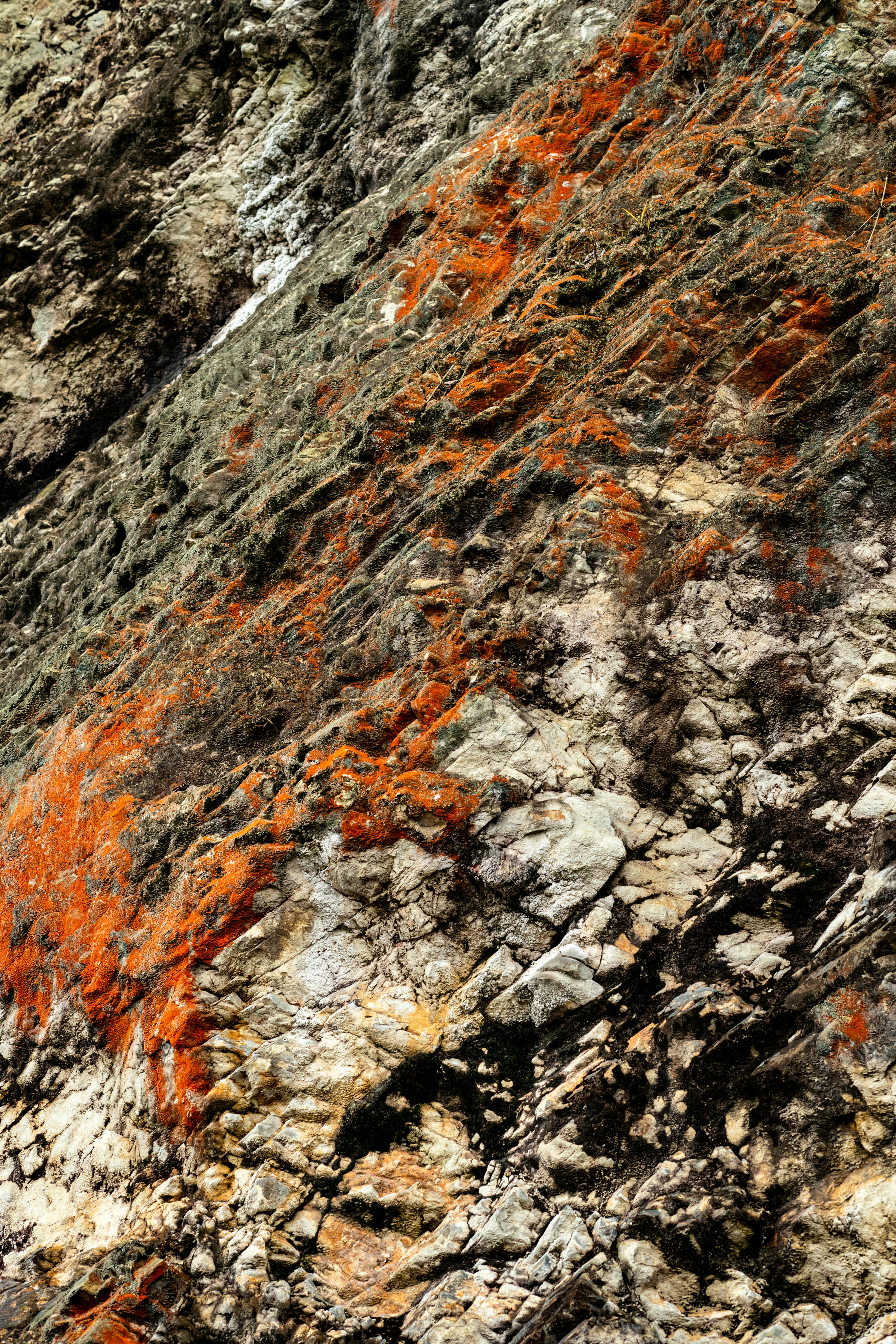 Close-up of colorful lichen growing on a rugged rock surface in Hà Giang.