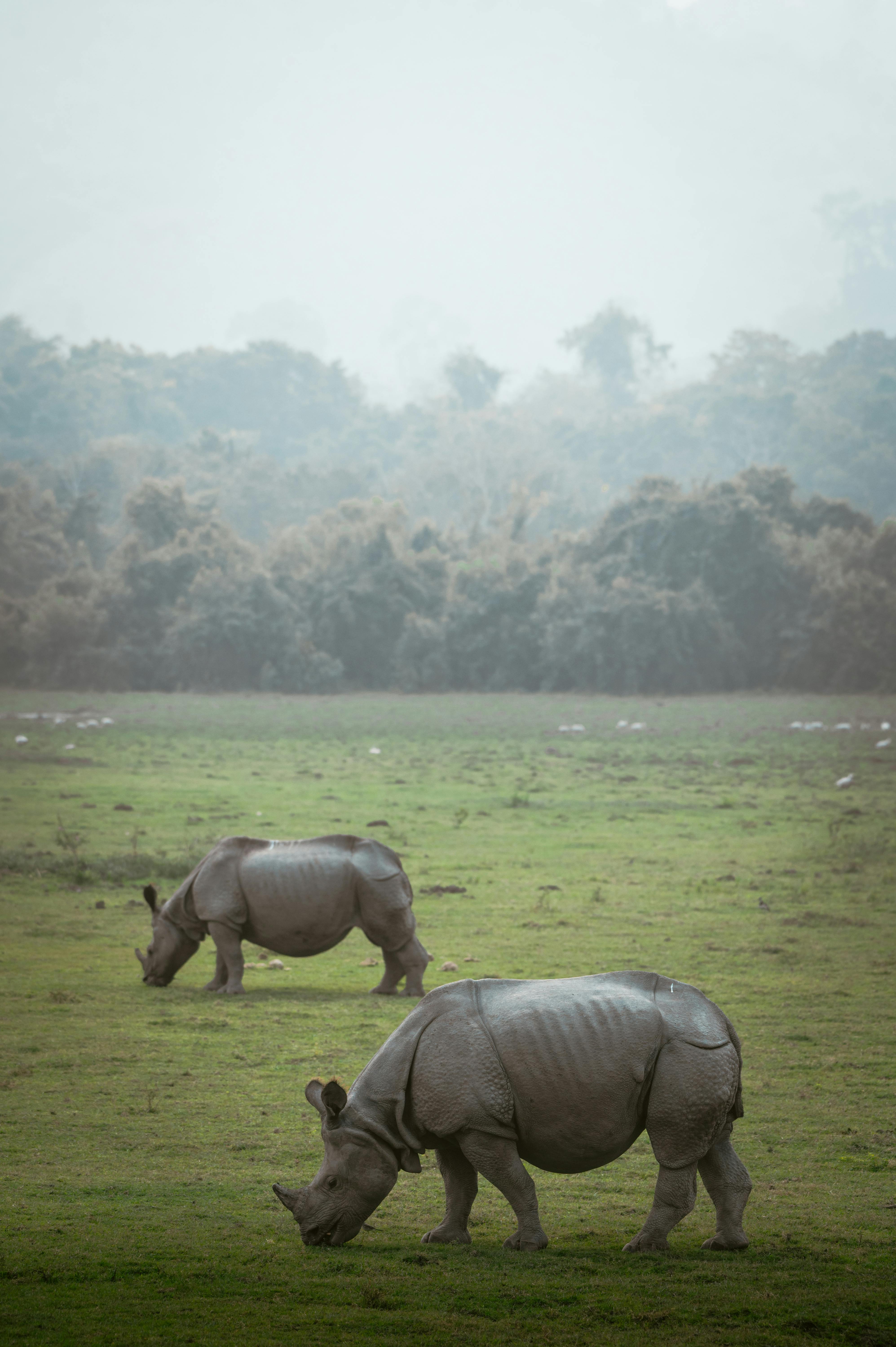 Gratuit Faune Florissante Photos