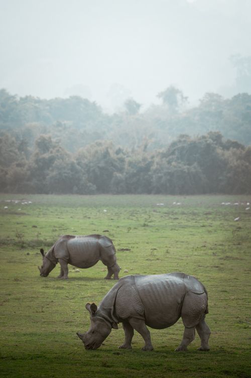 Free Indian rhinoceroses grazing in Kaziranga National Park, Assam, India during a misty day. Stock Photo