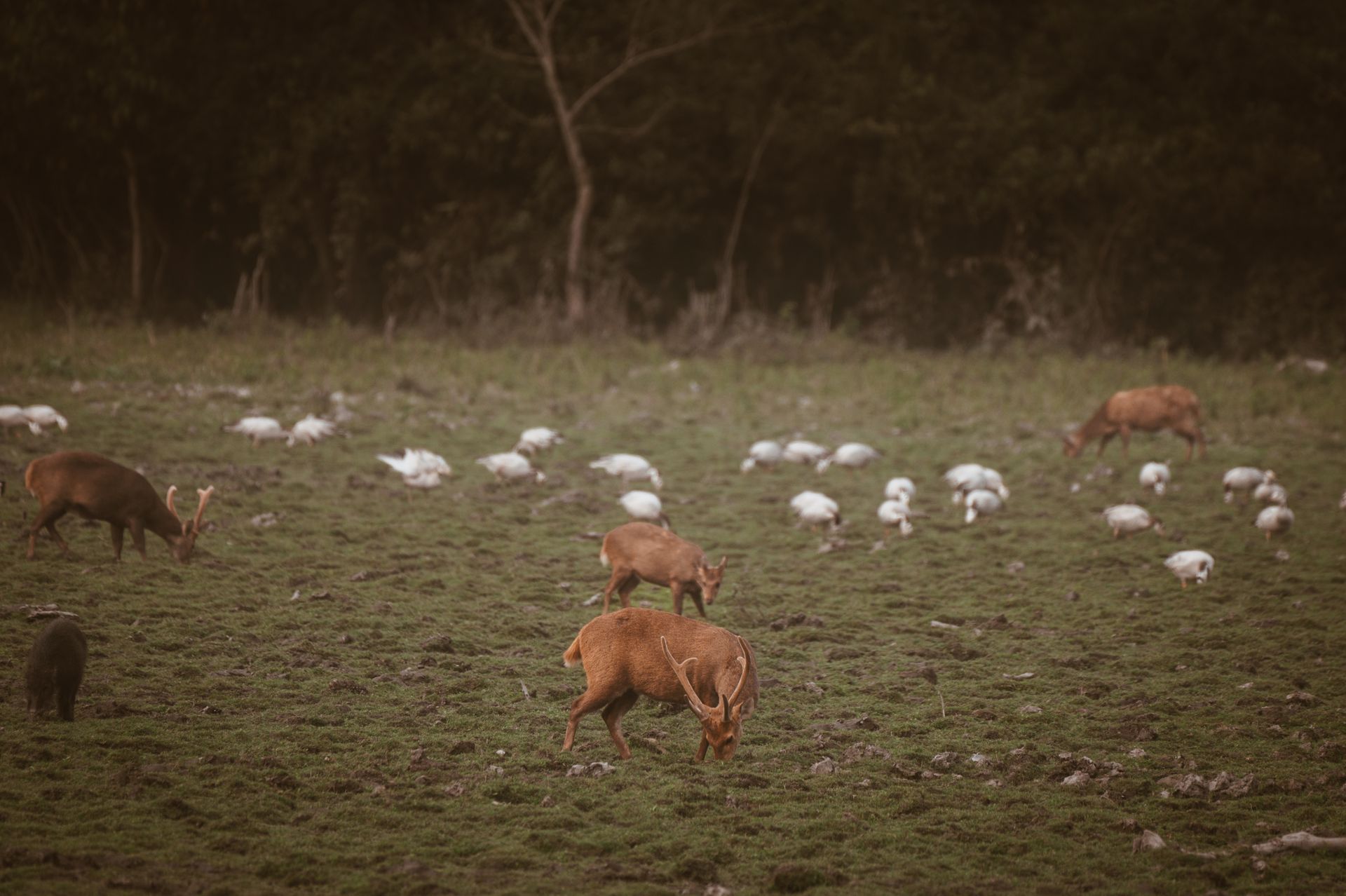 Deer and birds peacefully coexisting in Kaziranga National Park, Assam, India.