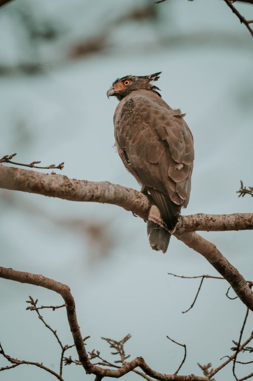 Free Crested Serpent Eagle perched on a branch in Kaziranga National Park, Assam, India. Stock Photo