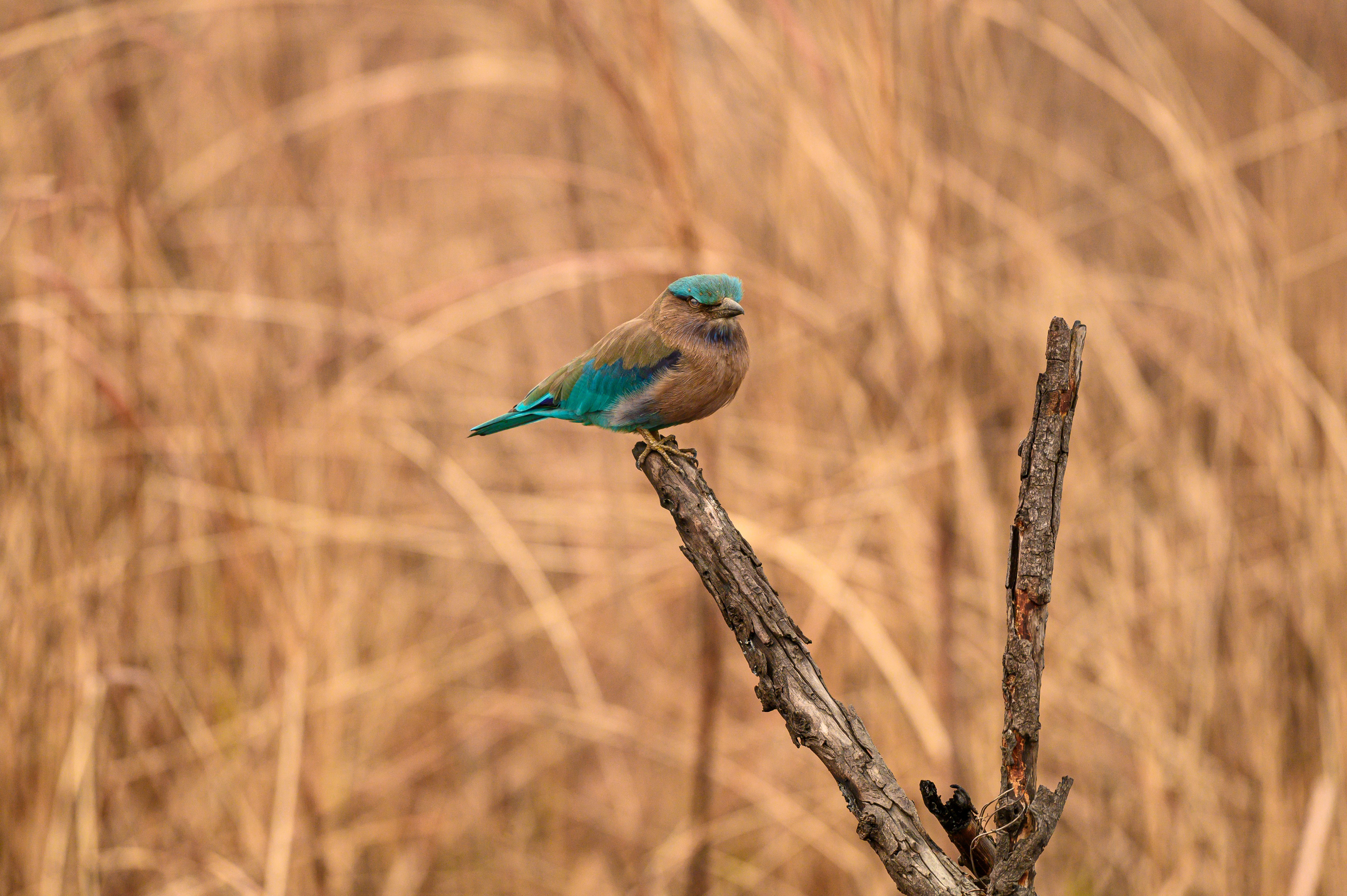 Kaziranga National Park 3