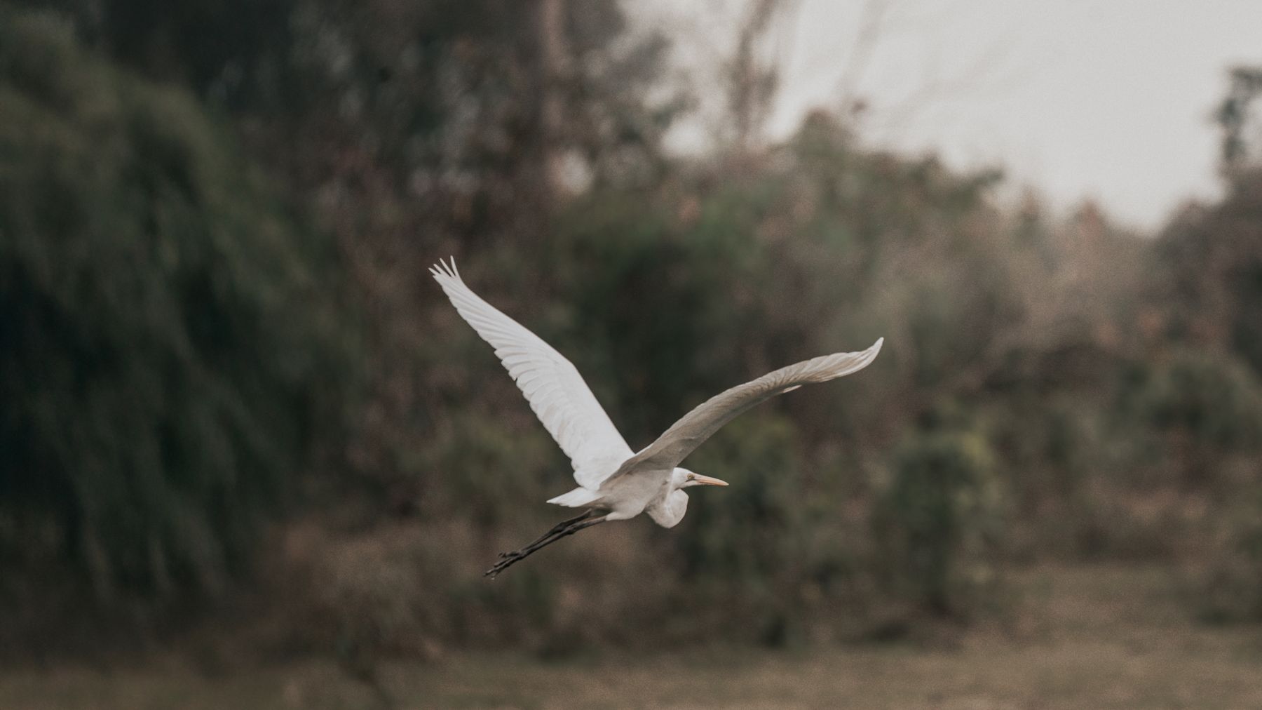 A majestic egret captured in flight at Kaziranga National Park, India.