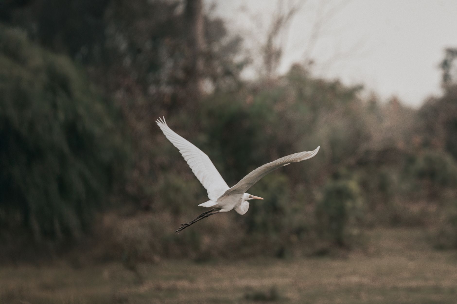 A majestic egret captured in flight at Kaziranga National Park, India.