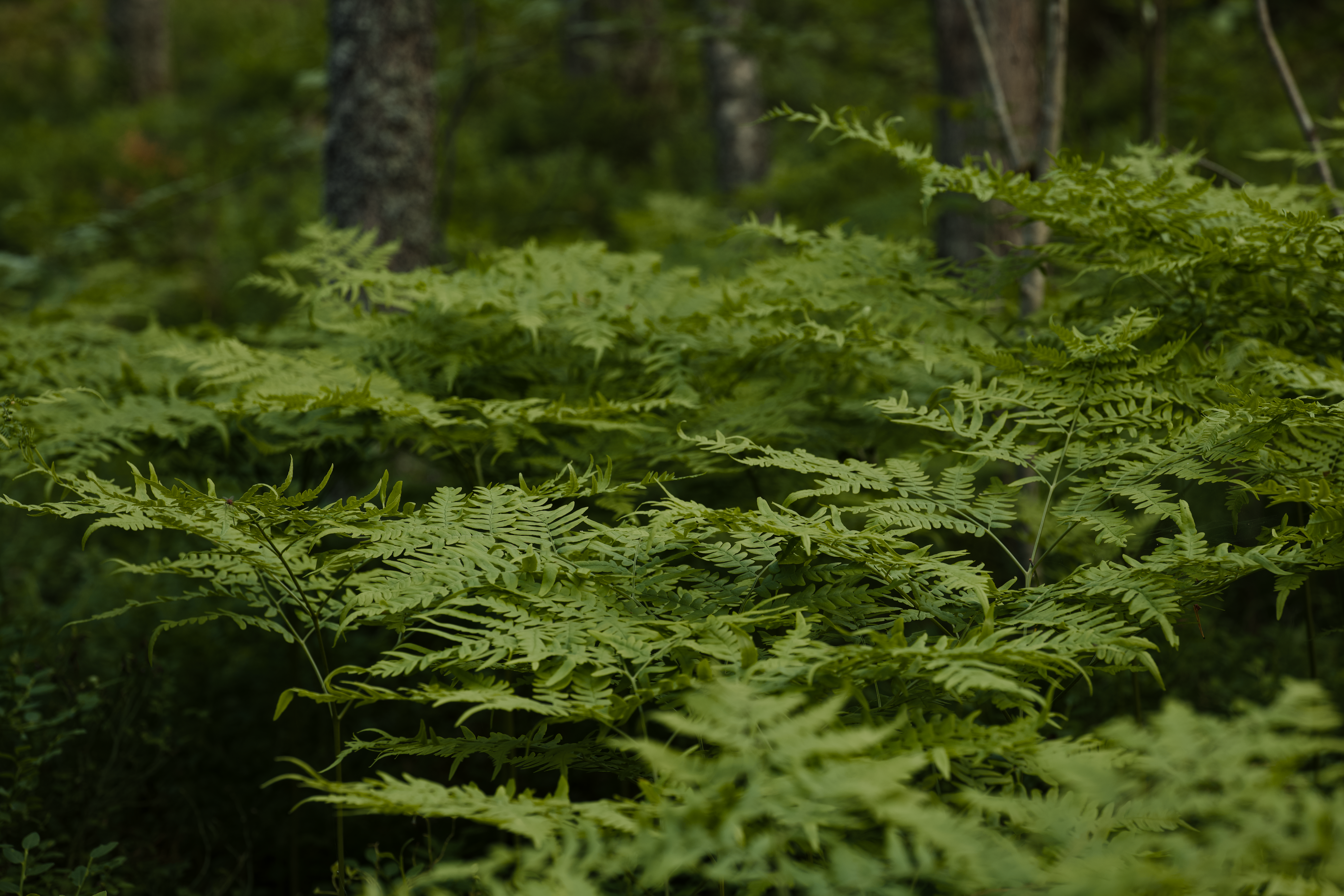 Natürliche Waldlandschaft mit Farnen