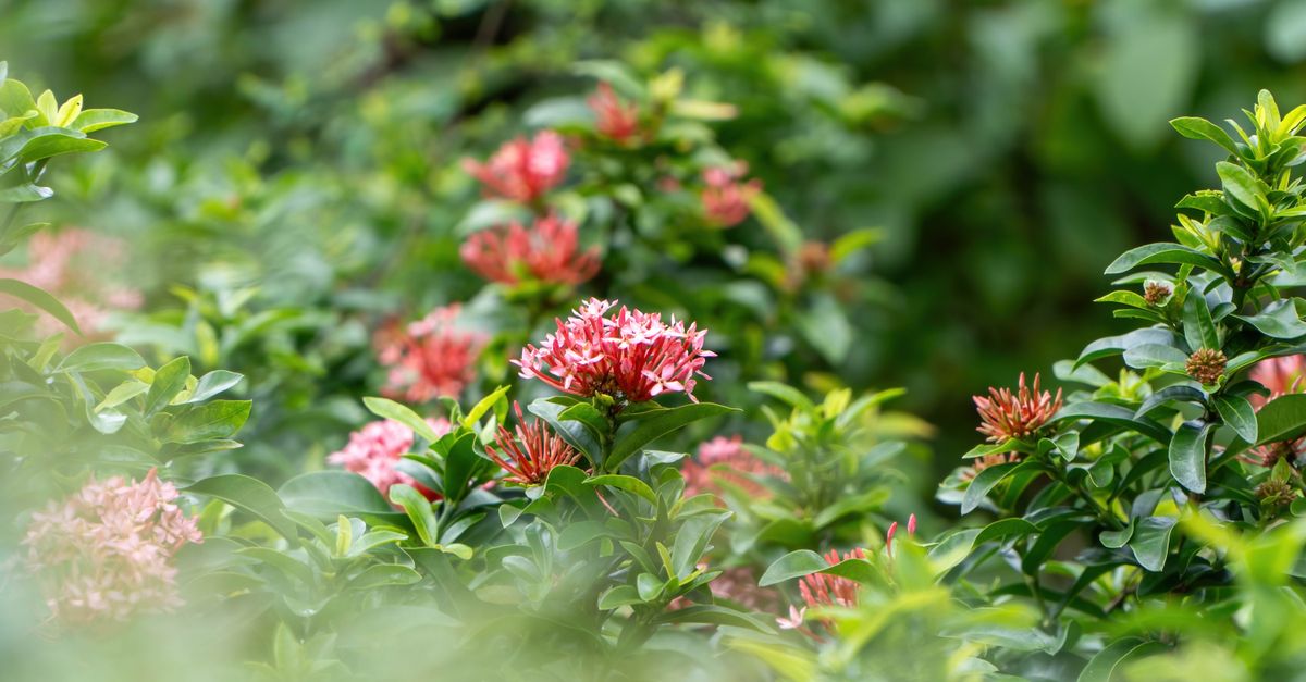 Comment créer un jardin d'hiver éblouissant : Guide pratique