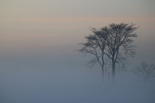 Free Serene winter scene of foggy trees at sunrise in Stamford, Connecticut. Stock Photo