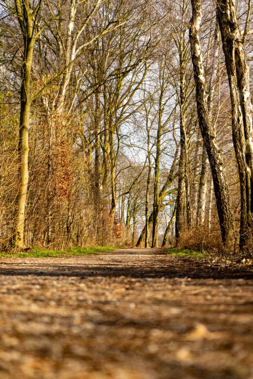 Free Serene path through a vibrant forest in Rietberg, NRW, Germany. Stock Photo