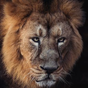 Lion portrait — Konstantin Fichtner on Pexels