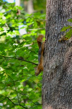 A playful squirrel clings to a tree in a vibrant forest, showcasing its natural agility.