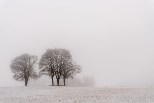 Sparse trees in a foggy winter landscape create a serene, minimalist scene.