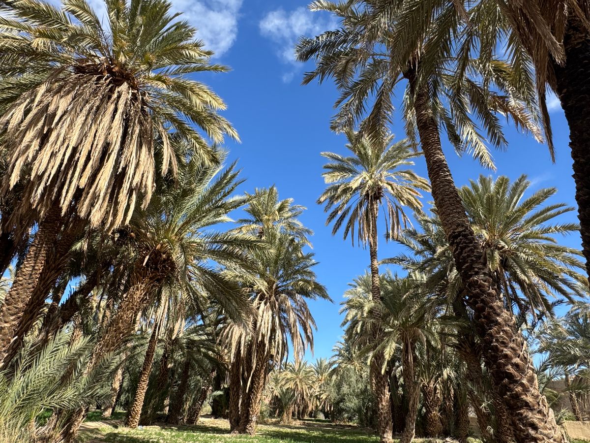 Marrakech - oaza de palmieri din Palmeraie