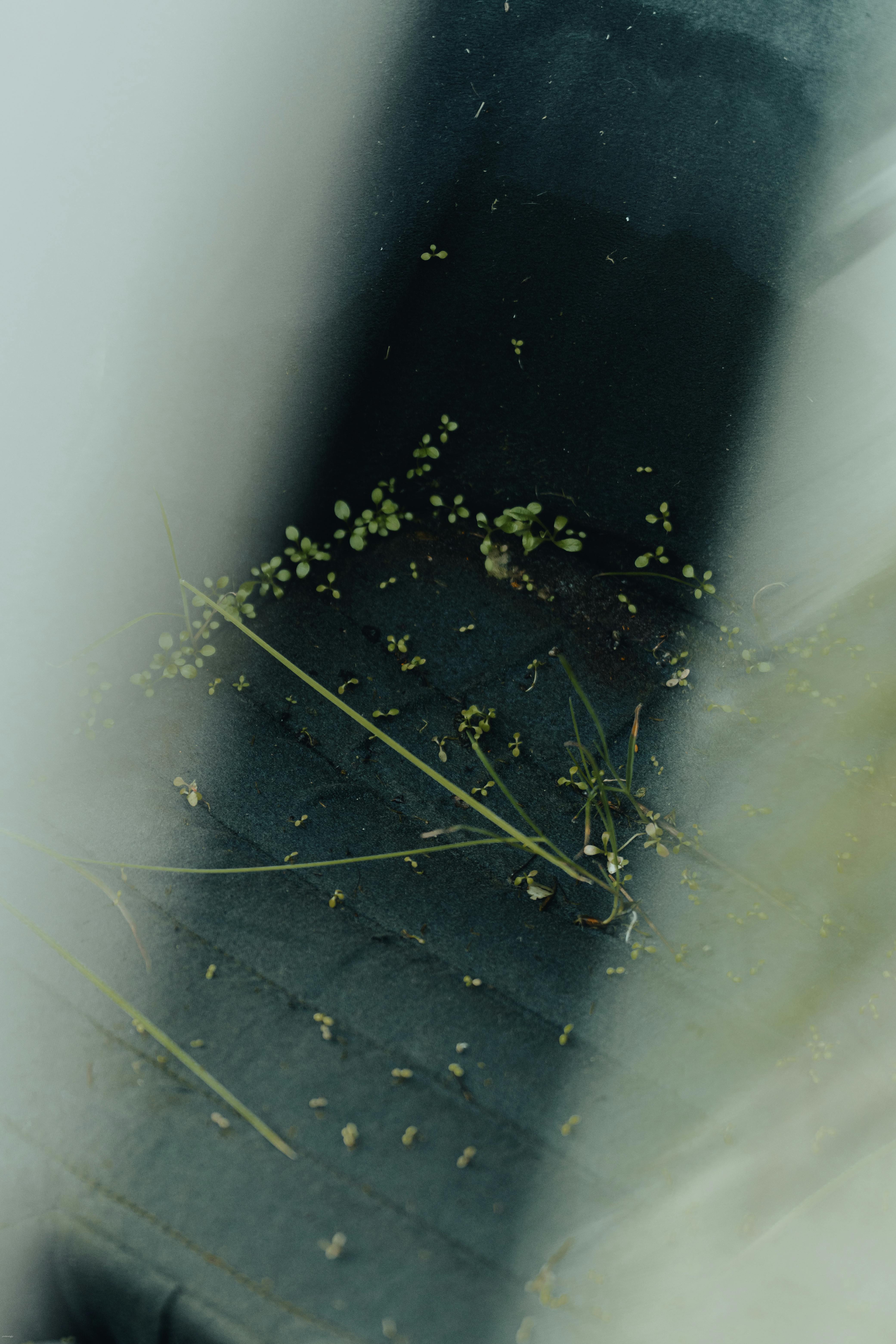 무료 추상적인 스타일로 포착한, 부드럽고 몽환적인 초점의 잔디와 표면 위의 씨앗의 클로즈업. 스톡 사진