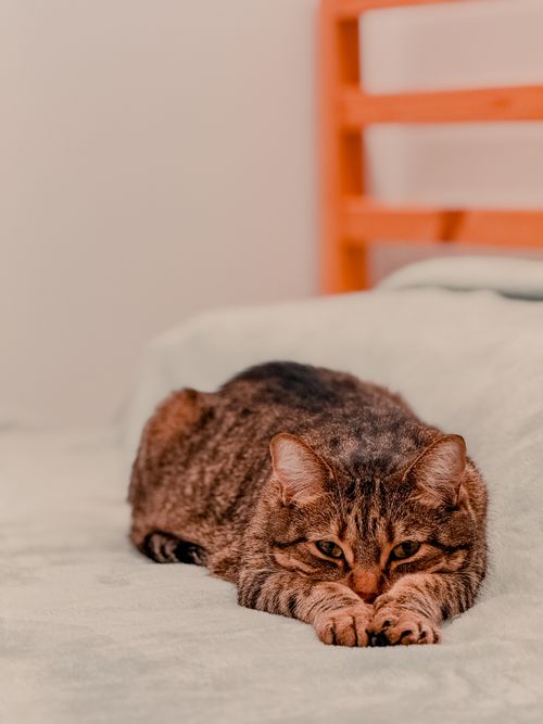 Free A relaxed tabby cat comfortably lying on a bed with a peaceful ambiance indoors. Stock Photo