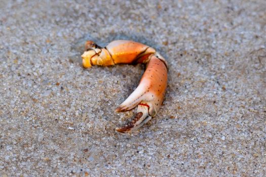 Close-up of a crab claw on the sandy beach of Hörnum, Sylt.