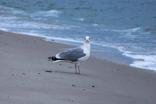 Free Seagull on sandy beach near ocean waves, captured during the day. Stock Photo