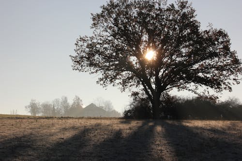 Бесплатное стоковое фото с Доброе утро, ранее утро, свет и тень
