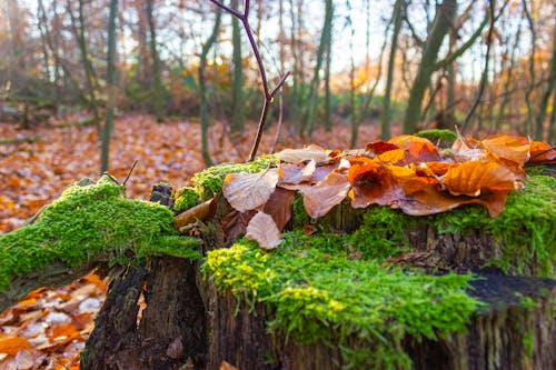 Free stock photo of autumn, foliage, forest