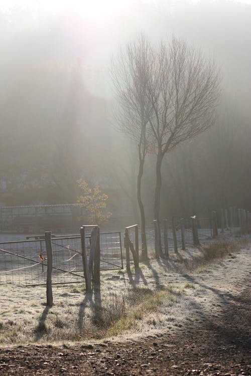 Free stock photo of autumn, fence, fog