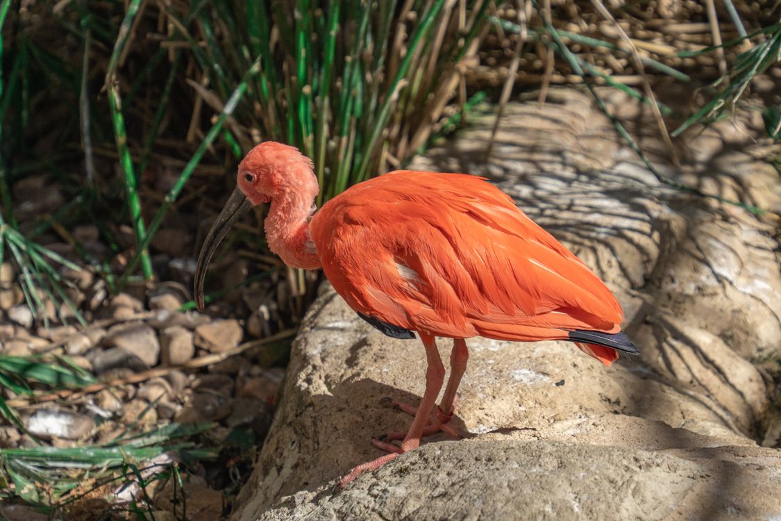Scarlet Ibis In Natural Habitat Side View Free Stock Photo scarlet-ibis-in-natural-habitat-side-view-free-stock-photo